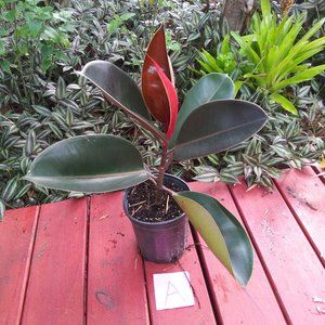 Ficus Elastica 'Burgundy Rubber Tree'